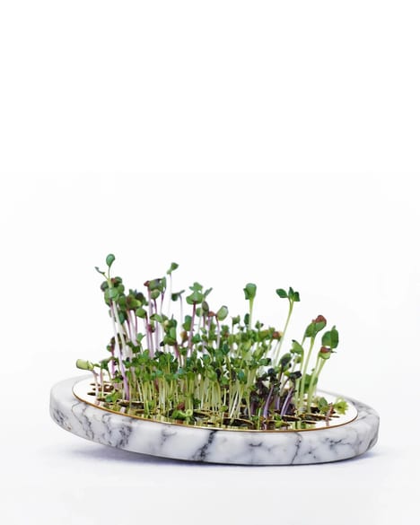 Countertop Sprouting Trays