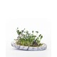 Countertop Sprouting Trays Image 1
