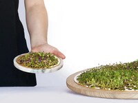 Countertop Sprouting Trays Image 2