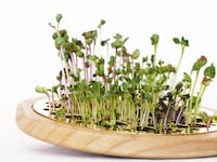 Countertop Sprouting Trays Image 3