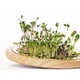 Countertop Sprouting Trays Image 3