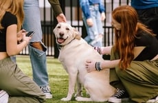 Dog-Themed Valentine's Day Events