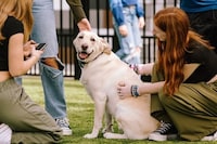 Dog-Themed Valentine's Day Events Image 1