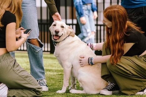 Dog-Themed Valentine's Day Events