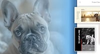 Pet Content Studios Image 1