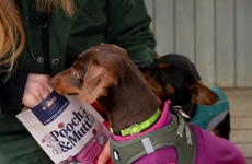 Heart-Shaped Functional Treats