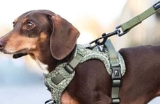 British Lifestyle Pet Products