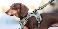 British Lifestyle Pet Products Image 1