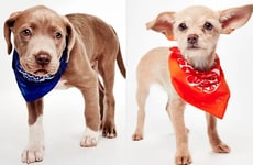 Senior Canine Sports Events