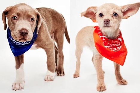 Senior Canine Sports Events