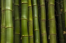 Bamboo-Based Biofuel Pathways