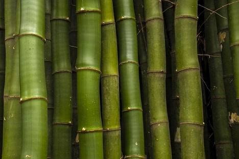 Bamboo-Based Biofuel Pathways