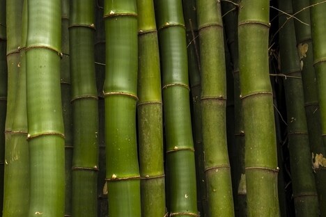 Bamboo-Based Biofuel Pathways