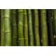 Bamboo-Based Biofuel Pathways Image 1