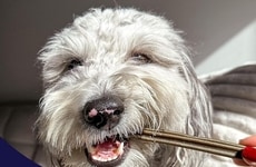 Plaque-Fighting Dog Dental Chews