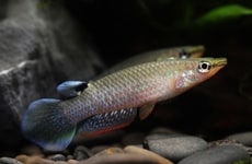 Fast-Aging Fish Kidney Models