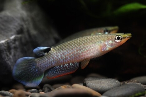 Fast-Aging Fish Kidney Models