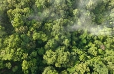 Carbon-Negative Building Materials