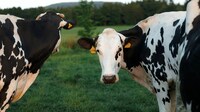 High-Oleic Dairy Feed Crops