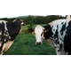 High-Oleic Dairy Feed Crops Image 1