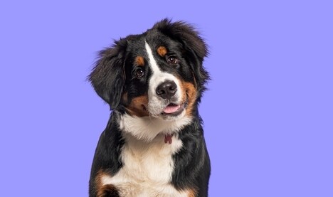 Dog-Focused Longevity Drugs