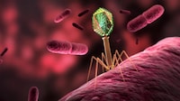 Space-Driven Phage Therapies