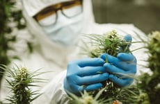 Ancient Cannabinoid Enzymes