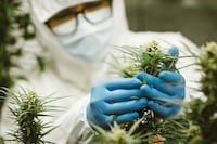 Ancient Cannabinoid Enzymes Image 1