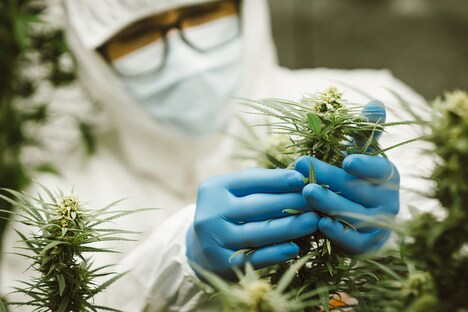 Ancient Cannabinoid Enzymes