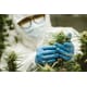 Ancient Cannabinoid Enzymes Image 1