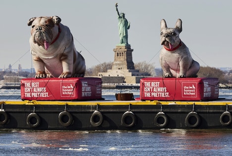 Functionally Focused Dog Campaigns