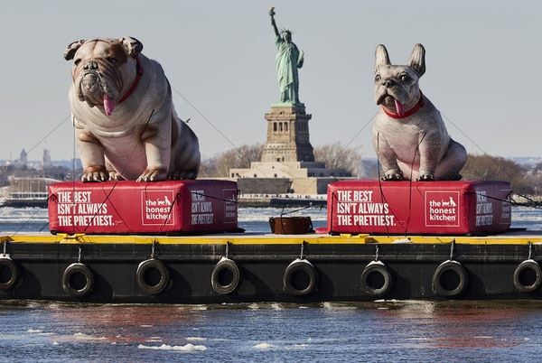 Functionally Focused Dog Campaigns