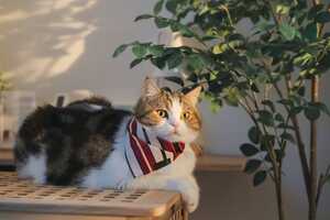 Sustainable Pet Apparel Article Thubnail