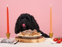 Dog-Friendly Valentine's Gifts Image 4