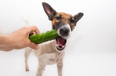 Plant-Based Dog Diets