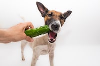 Plant-Based Dog Diets Image 1