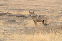 Culturally-Based Conservation Efforts Image 1