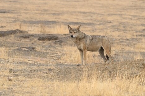 Culturally-Based Conservation Efforts