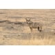 Culturally-Based Conservation Efforts Image 1
