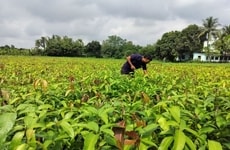 Carbon Removal Startups