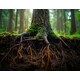 Forest Regrowth Efforts Image 1