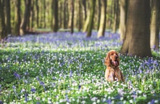 Dog Behavior Patterns