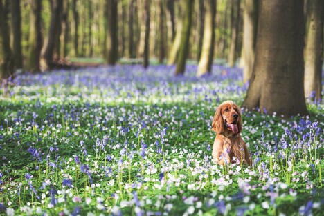 Dog Behavior Patterns