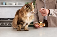 Broth-Infused Cat Foods Image 2