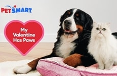 Valentine's Day Pet Activations