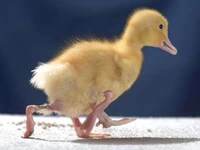 Deformed Ducklings