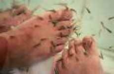 Doctor Fish