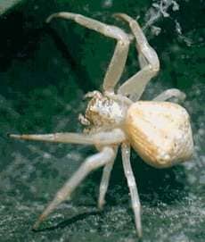 Arachnid Supplements
