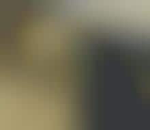 MPAA Uses Dogs to Find Pirated DVDs