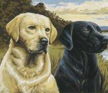 MPAA Uses Dogs to Find Pirated DVDs